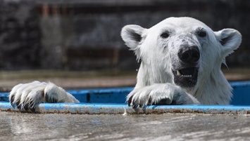 На Ямале на белых медведей надели спутниковые ошейники для изучения климата