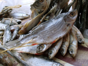 От какой рыбы жизненно важно отказаться на запорожских курортах