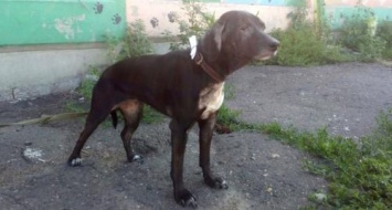 В Омске старую собаку владельцы подбросили к приюту для животных