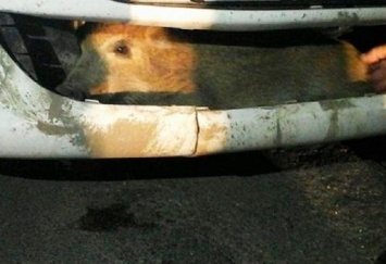 Житель Чехии нашел в бампере автомобиля живого кабана
