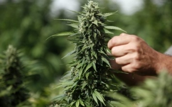 Житель Днепра устроил в огороде плантацию марихуаны