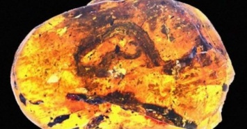 Ученые впервые нашли в янтаре предка змеи (фото)