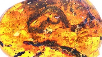 В янтаре нашли древнейшего детеныша змеи
