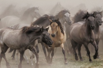 По спальному району Запорожья пронесся табун лошадей (ВИДЕО)
