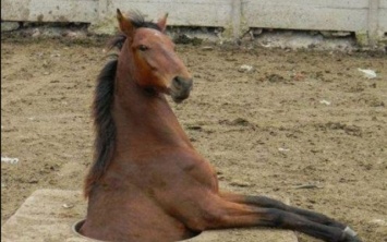 Полный провал: на Днепропетровщине конь провалился под землю