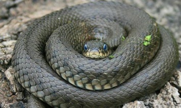 Вежливая змея в Канзасе позвонила в дверь, прежде чем проникнуть в дом