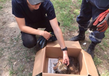 В Днепре спасатели помогли кошке с котятами