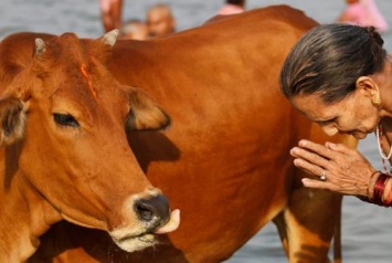 «Не тронь святыню»: Индусы насмерть забили мусульманина из-за коровы