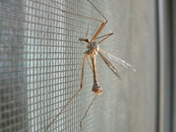 Появилось неожиданное средство для борьбы с комарами