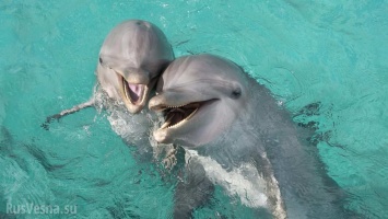 Ученые рассказали, о чем говорят дельфины