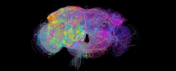 Ученые создали подробную карту мозга с указанием большинства нейронов