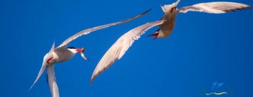 В Нацпарке под Одессой птицы заселяют искусственные острова, - ФОТО