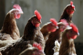 Украина вошла в тройку крупнейших экспортеров курятины в ЕС