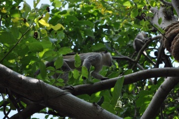 Под Одессой обезьяны разоряют дачи - сбежали из частного зоопарка