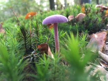 Ученые: Дальневосточные грибы способны вылечить рак