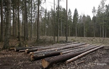 За год из Украины вывезли более миллиона тонн леса