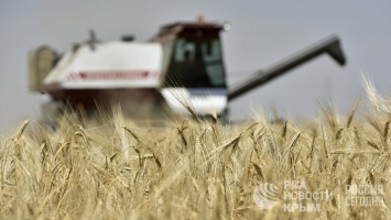В Крыму нет недостатка зерна, несмотря на засуху - Минсельхоз РФ