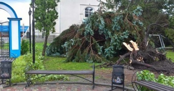 Ураган на Житомирщине ломал деревья и сносил крыши