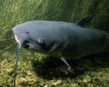 Экокатастрофа продолжается: Куряне обеспокоены массовой гибелью рыбы на реке Псел