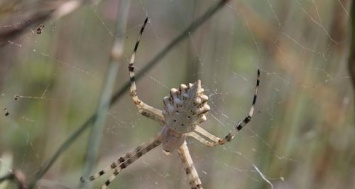Под Воронежем обнаружен нехарактерный паук-патиссон