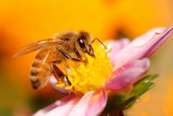 Госпродпотребслужба подтвердила массовую гибель пчел из-за химикатов