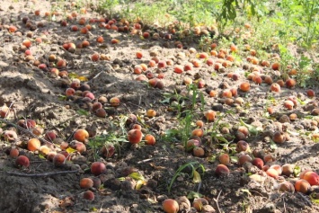 Из-за недобросовестных бизнесменов Одесская область лишится 100 гектаров персиковых садов
