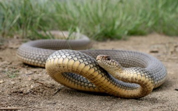 На Херсонщине змеи нападают на идущих мимо людей
