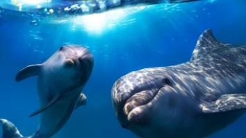 Ученые рассказали, что значит участившаяся гибель дельфинов
