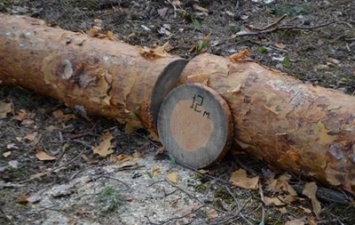 В Украине погибли деревья на площади 400 тысяч гектаров