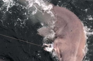 В Египте акула съела чешского туриста
