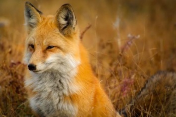 У лис нашли собачьи гены «дружелюбия»
