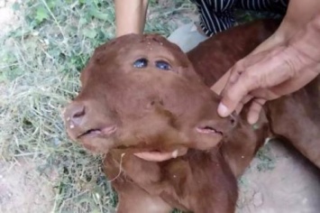 «Чудовищный мутант»: В Китае родилась корова с двумя головами