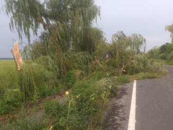 На Николаевщине в результате непогоды поваленные деревья заблокировали проезд