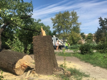 Сквера больше нет: в парке напротив "Украины" спилили деревья (Фото)