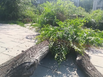 В Запорожье начали пилить деревья в сквере Яланского (ВИДЕО)