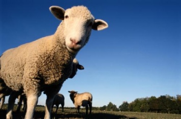 В Воронежской области мужчина украл у предпринимателя овцу и сожрал ее