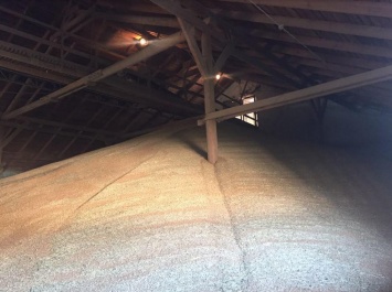На Николаевщине фиктивное предприятие пыталось экспортировать пшеницу, стоимостью более 30 млн гривен