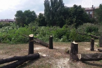 В сквере Яланского в Запорожье вырубили 500 деревьев