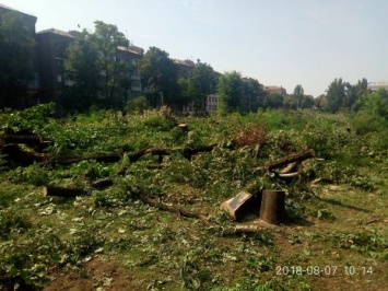 Запорожская полиция проводит проверку по факту вырубки деревьев в сквере Яланского