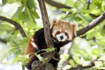 6 пушистых фактов о Красных пандах