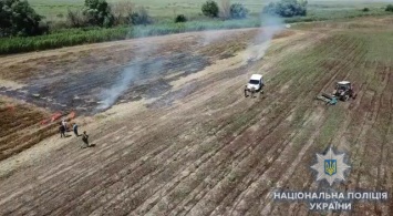 На юге Одесской области нашли плантацию конопли, стоимость «урожая» - более 20 миллионов