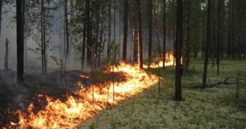 Украинцев пугают пожарами из-за жары