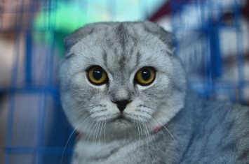 Всемирный день кошек: названы самые необычные и дорогие кошки в мире (фото)