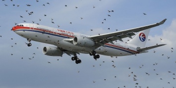 Созданы алгоритмы для отпугивания птиц около аэропортов с помощью дронов