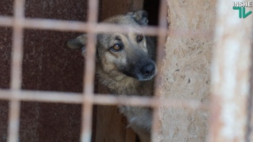 Как Николаев стал "городом собак": бывшее руководство КП "Центра защиты животных" подозревают в подделке документов о стерилизации собак