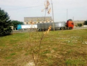 В Коблево по недосмотру сотрудников сельсовета погибли все растения, посаженные благотворительным фондом