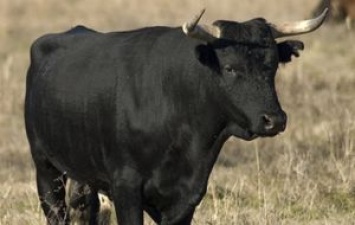 В Николаевской области полиция с помощью охотника и 11 выстрелов укротила бешеного быка. Видео