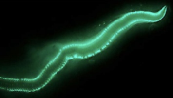 Генетики раскрыли секреты свечения червей из Бермудского треугольника