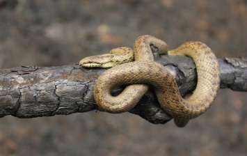 Знахарь, отпустивший десятки змей: правда и вымысел о змеях на Полтавщине