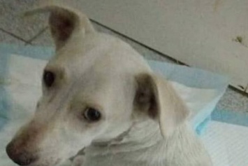 Избитая киевскими подростками собака - в тяжелом состоянии